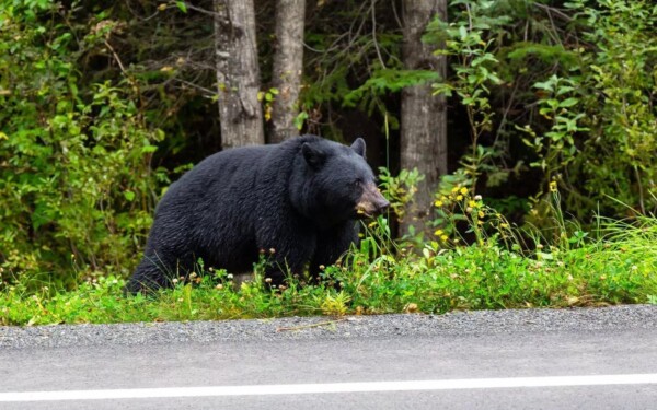 Massachusetts: Un ours traîne le corps d'une victime d'accident dans les bois