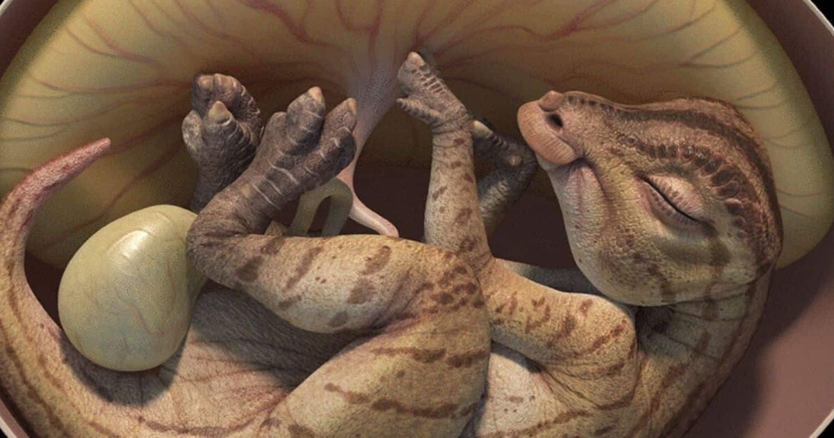 Découverte d'un embryon de dinosaure parfaitement conservé dans un œuf fossilisé de 70 millions d'années