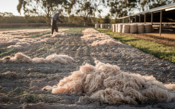 Australie-Occidentale: des millions de kilos de laine sur les sols stériles, l'effet surprise étudié